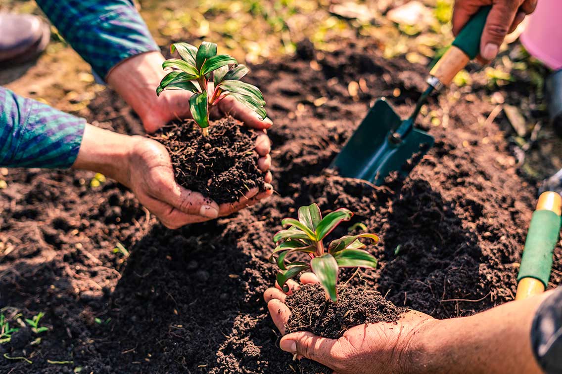 Lawn Planting