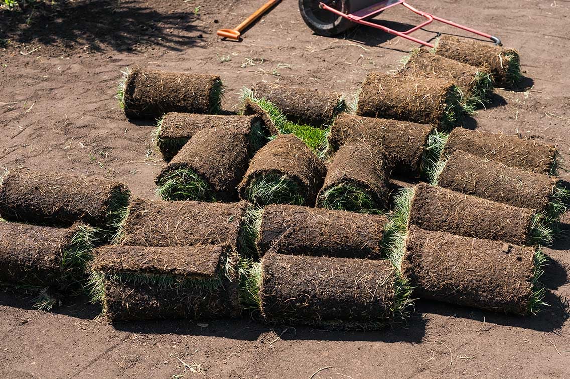 lawn sod