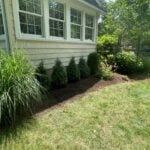 shrub bushes installation 4