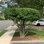 tree-planting-pompton-lakes (1)