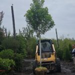 tree-planting-pompton-lakes (2)