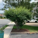 tree-planting-pompton-lakes (3)
