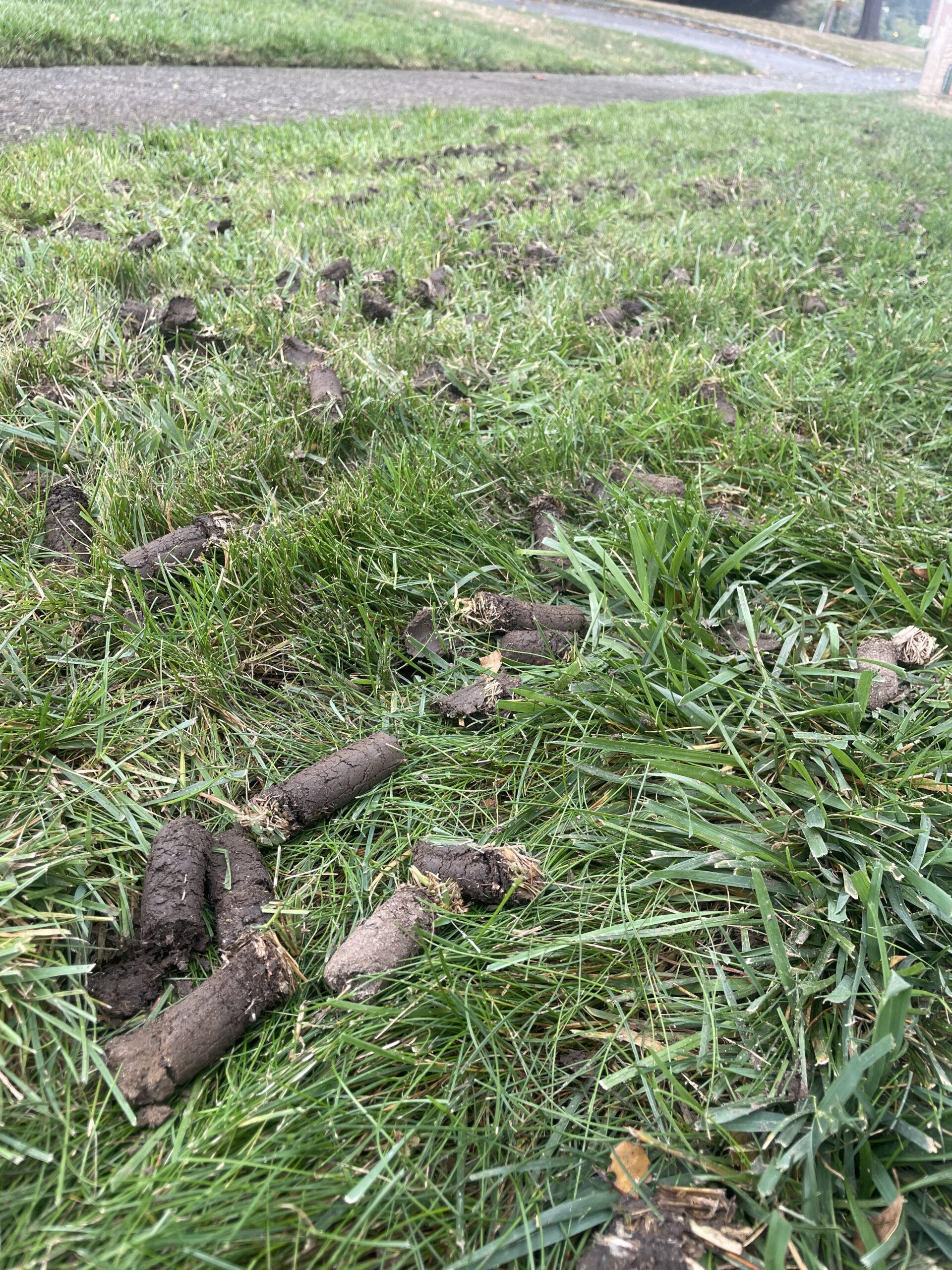 Aeration and Overseeding Passaic, Bergan & Morris County